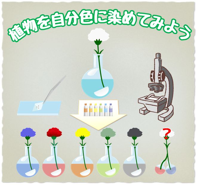 ちらし