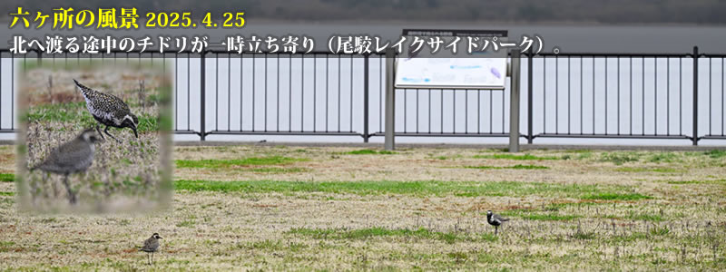 2025.04.25Fk֓nr̃`hꎞioCNTChp[NjB