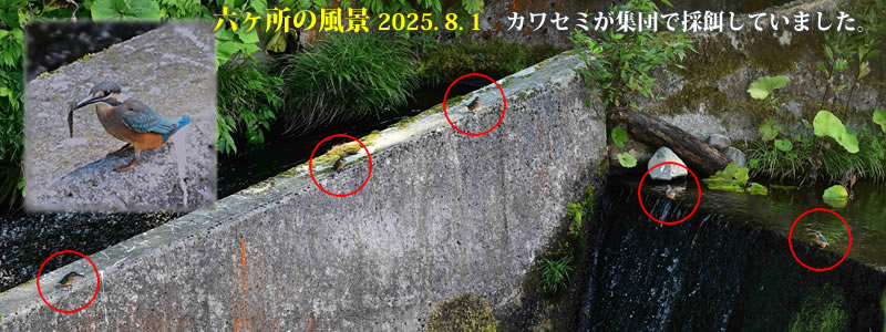 2025.08.01FJZ~Wcō̉aĂ܂B@@iBeFˈWj