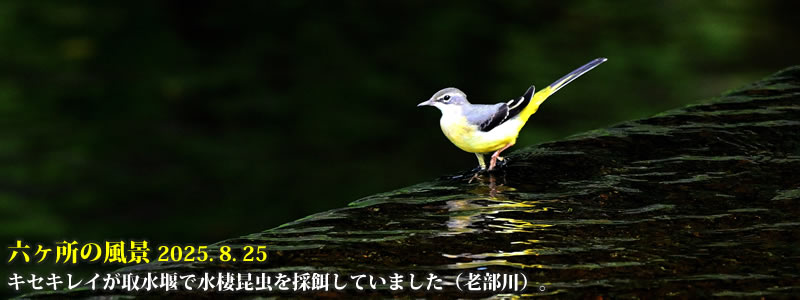 2025.08.25FLZLC搅Ő̉aĂ܂iVjB@@iBeFˈWj