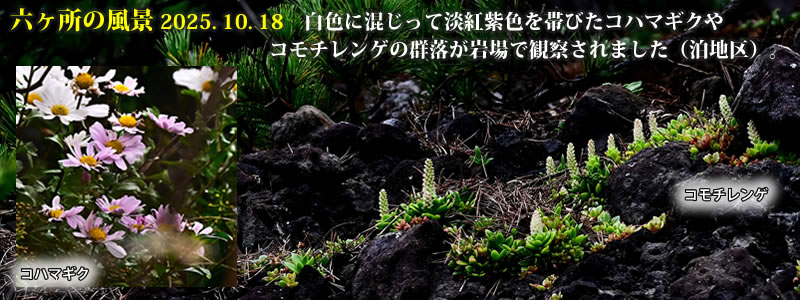2025.10.18FFɍĒWgFттRn}MNR`Q̌QŊώ@܂injB@@iBeFˈWj