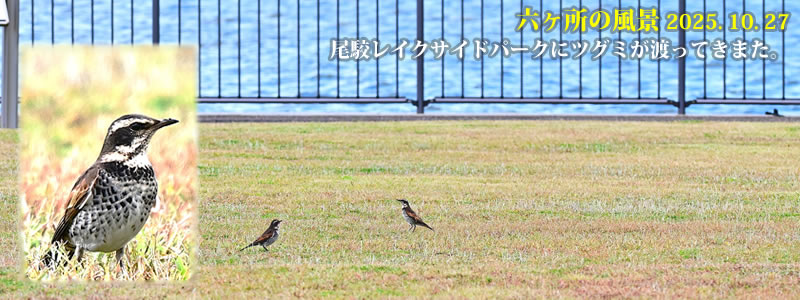 2025.10.27:尾駮レイクサイドパークにツグミが渡ってきまた。 (撮影:一戸一晃)