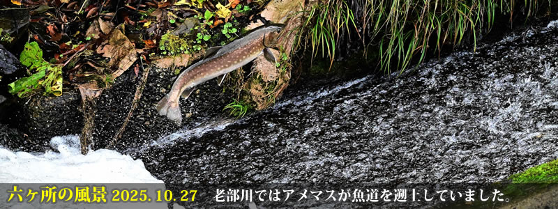 2025.10.27:老部川ではアメマスが魚道を遡上していました。 (撮影:一戸一晃)