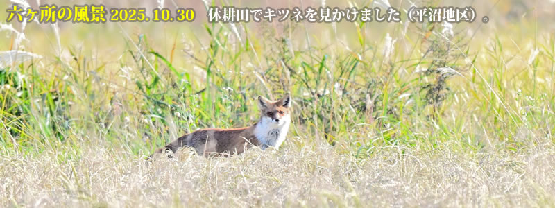 2025.10.30:休耕田でキツネを見かけました(平沼地区)。 (撮影:一戸一晃)