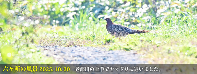 2025.10.30:老部川の土手でヤマドリに遇いました。 (撮影:一戸一晃)