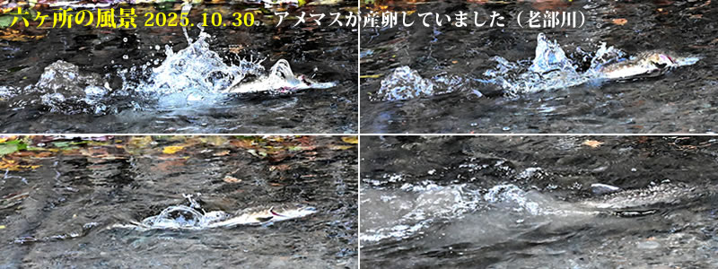 2025.10.30:アメマスが産卵していました(老部川)。 (撮影:一戸一晃)