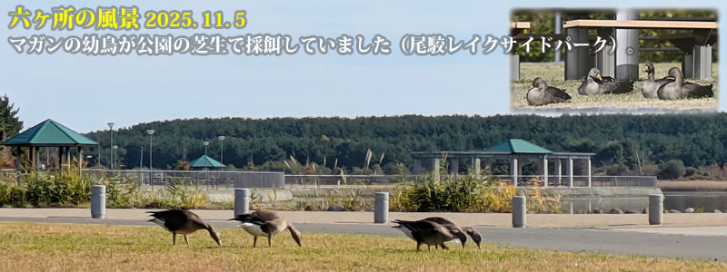 2025.11.05:マガンの幼鳥が公園の芝生で採餌していました(尾駮レイクサイドパーク)。 (撮影:一戸一晃)