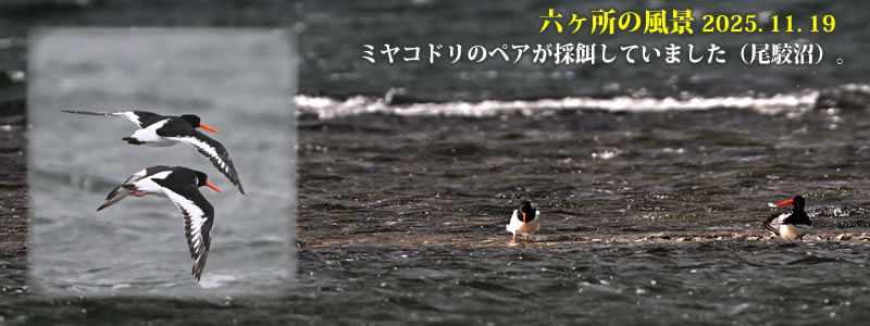 2025.11.19F~Rh̃yẢaĂ܂iojB@@iBeFˈWj