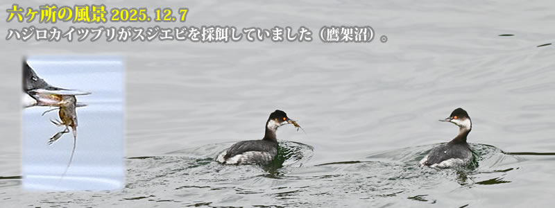 2025.12.07�F�n�W���J�C�c�u�����X�W�G�r���̉a���Ă��܂����i��ˏ��j�B�@�@�i�B�e�F��ˈ�W�j