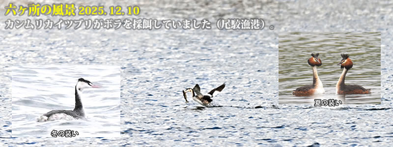 2025.12.10�F�J�������J�C�c�u�����{�����̉a���Ă��܂����i���o���`�j�B�@�@�i�B�e�F��ˈ�W�j