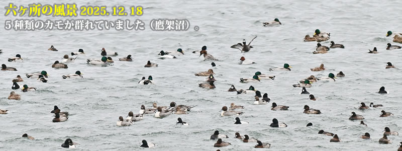 2025.12.18�F5 ��ނ̃J�����Q��Ă��܂����i��ˏ��j�B�@�@�i�B�e�F��ˈ�W�j