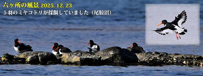 2025.12.23�F5�H�̃~���R�h�����̉a���Ă��܂����i���o���j�B�@�@�i�B�e�F��ˈ�W�j