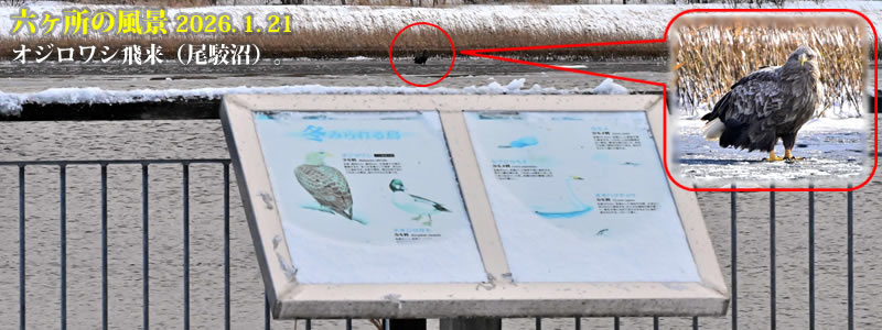 2026.01.21:オジロワシ飛来(尾駮沼)。 (撮影:一戸一晃)。