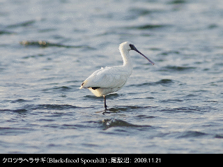 bird07: image 1 0f 6
