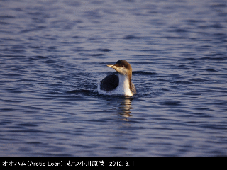 bird13: image 1 0f 6