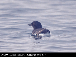 bird19: image 1 0f 6