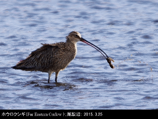 bird25: image 1 0f 6