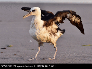 bird31: image 1 0f 6