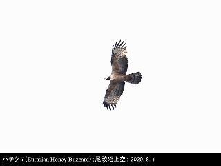 bird25: image 1 0f 6