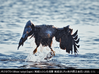 bird03: image 1 0f 6