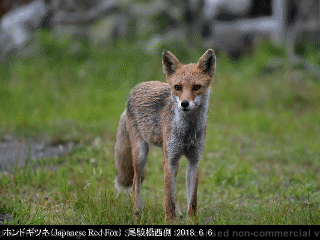 animal07: image 1 0f 6