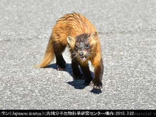 animal13: image 1 0f 6