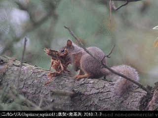 animal19: image 1 0f 6