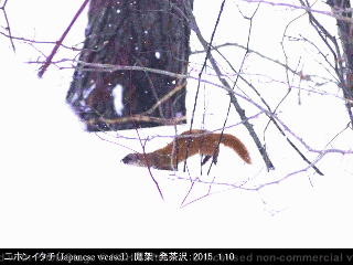 animal25: image 1 0f 5