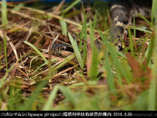 animal30: image 1 0f 6
