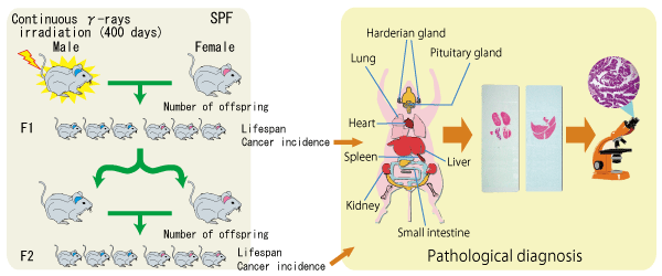 Radiobiology.2