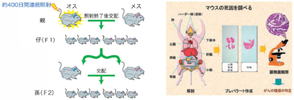 Ies 生物影響研究部