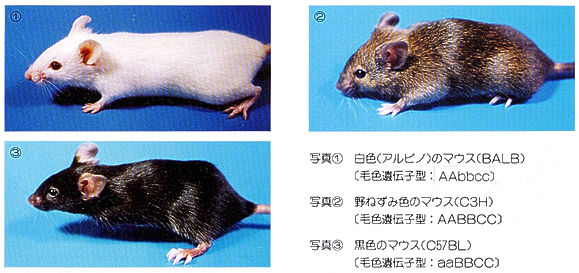 第号 実験動物の遺伝的コントロールの大切さ