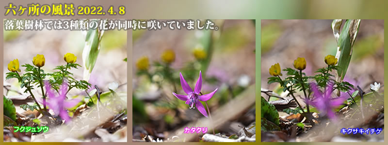 2022.04.08：落葉樹林では3種類の花が同時に咲いていました