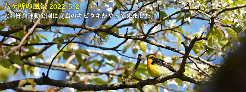 2022.05.02：大石総合運動公園に夏鳥のキビタキがやって来ました