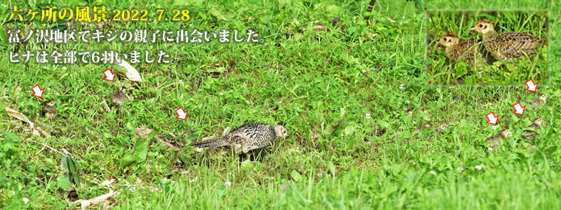 2022.07.28：冨ノ沢地区でキジの親子に出会いました。ヒナは全部で6羽いました。