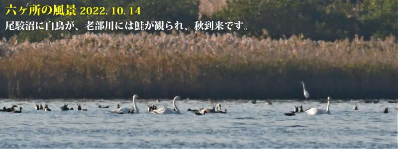 2022.10.14：尾駮沼に白鳥が、老部川には鮭が観られ、秋到来です。