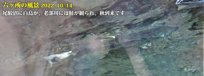 2022.10.14：尾駮沼に白鳥が、老部川には鮭が観られ、秋到来です。