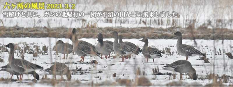 2023.03.02：雪解けと共に、ガンの北帰行の一団が平沼の田んぼに飛来しました。