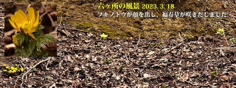 2023.03.18：フキノトウが顔を出し、福寿草が咲きだしました。