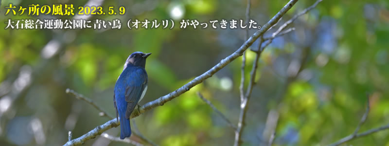 2023.05.09：大石総合運動公園に青い鳥（オオルリ）がやってきました。　（撮影：一戸一晃）