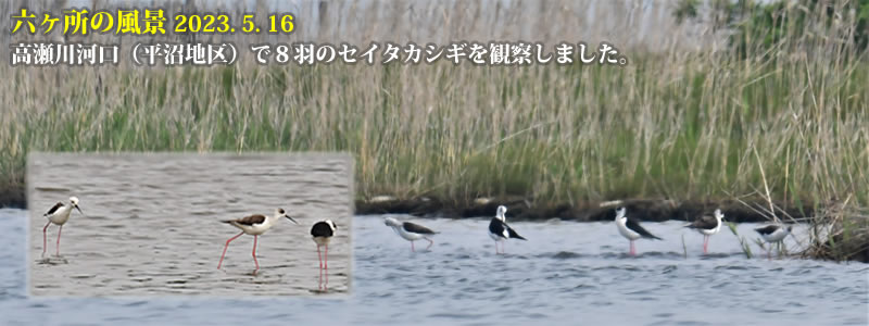2023.05.16：瀬川河口（平沼地区）で８羽のセイタカシギを観察しました。　（撮影：一戸一晃）