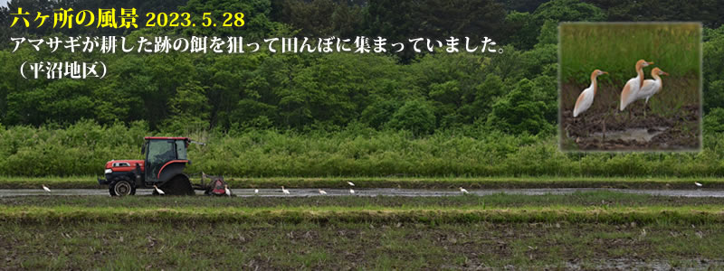 2023.05.28：アマサギが耕した跡の餌を狙って田んぼに集まっていました（平沼地区）。　（撮影：一戸一晃）
