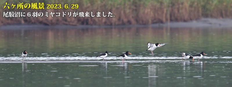 2023.06.29：尾駮沼に６羽のミヤコドリが飛来しました。　（撮影：一戸一晃）