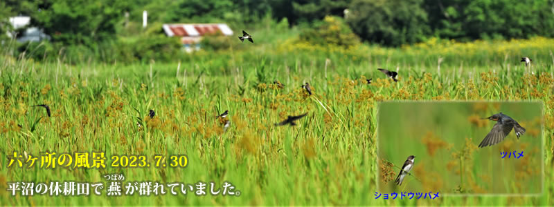2023.07.30：平沼の休耕田で燕（つばめ）が群れていました。　（撮影：一戸一晃）