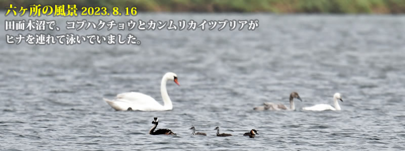 2023.08.16：田面木沼で、コブハクチョウとカンムリカイツブリアがヒナを連れて泳いでいました。　　（撮影：一戸一晃）