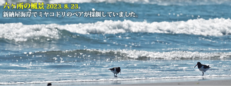 2023.08.23：新納屋海岸でミヤコドリのペアが採餌していました。　　（撮影：一戸一晃）