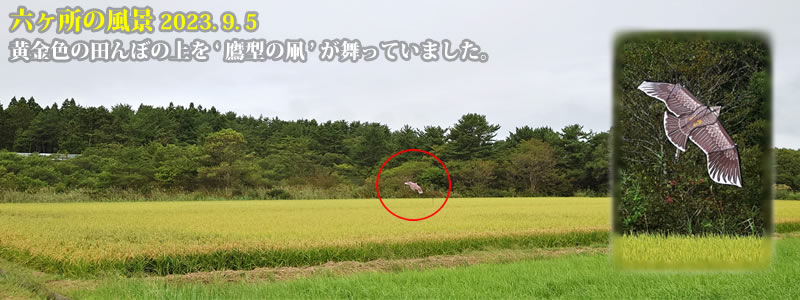 2023.09.05：黄金色の田んぼの上を ‘鷹型の凧’ が舞っていました。　　（撮影：一戸一晃）