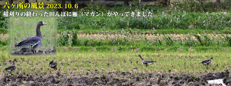 2023.10.06：稲刈りの終わった田んぼに雁（マガン）がやってきました。　　（撮影：一戸一晃）