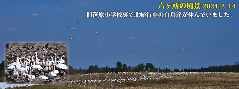 2024.02.14：旧笹原小学校裏で北帰行中の白鳥達が休んでいました。　　（撮影：一戸一晃）