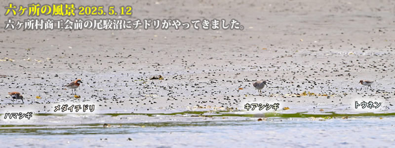 2025.05.12FZHO̔oɃ`hĂ܂B@@iBeFˈWj